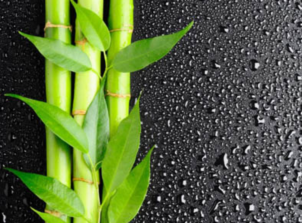 выбрать Фотообои Бамбук с каплями Каталог фотообоев на стену