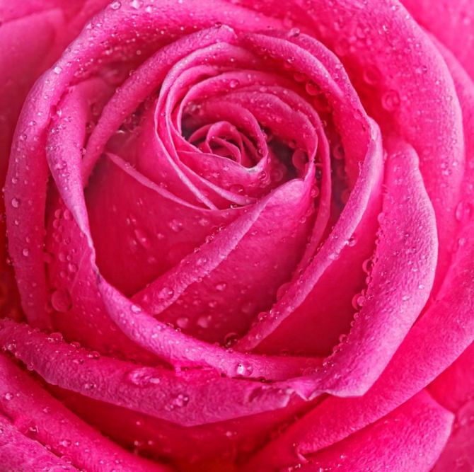Фотообои Роса на бледной розе