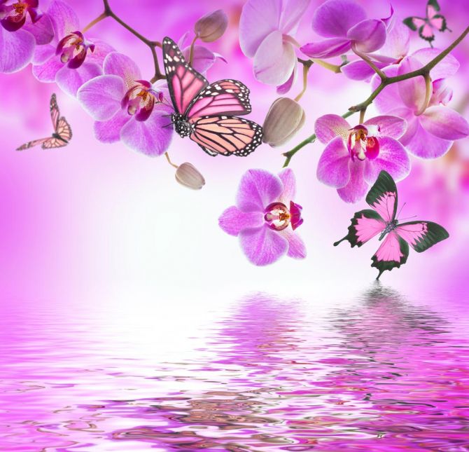 Фотообои орхидеи с бабочками над водой