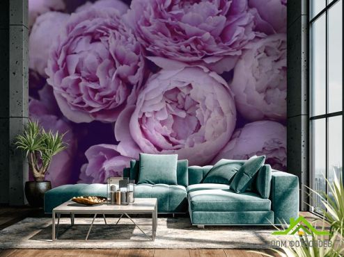 выбрать Фотообои Фиолетовые пионы Фотообои Фотообои Цветы: горизонталная, горизонтальная ориентация на стену