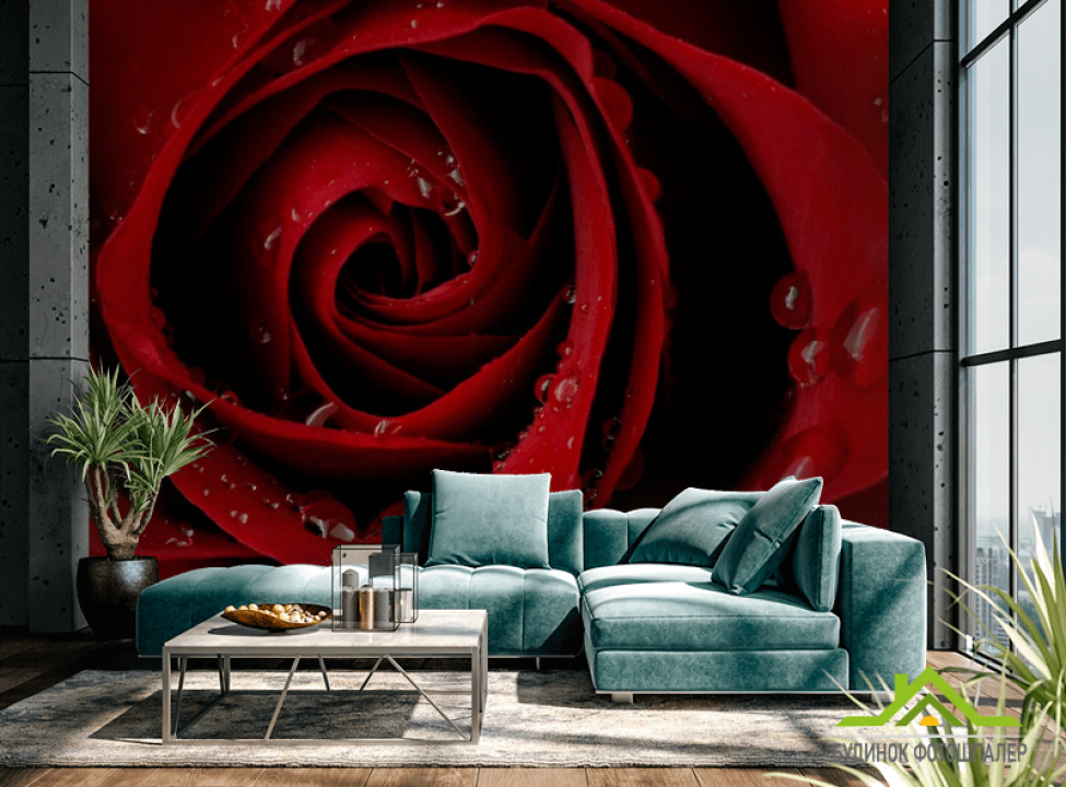 выбрать Фотообои Алая роза и роса Каталог фотообоев на стену