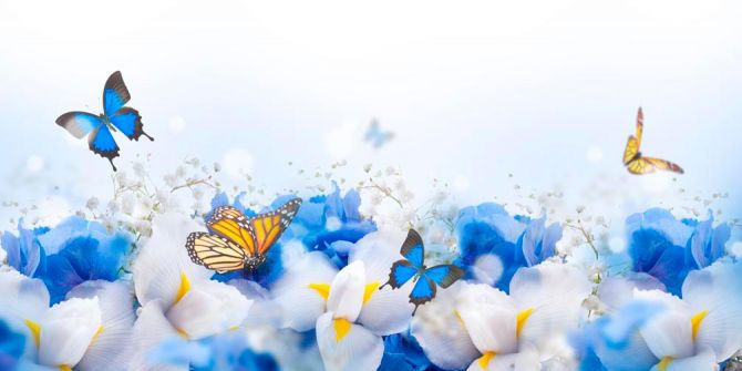 Фотообои Цветы с бабочками