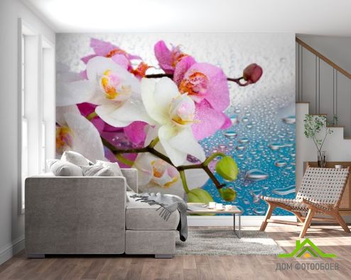 выбрать Фотообои Орхидеи малиновые и белые Фотообои Фотообои Орхидеи: фото  на стену