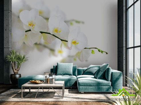 выбрать Фотообои веточка белой орхидеи Фотообои Фотообои Цветы: горизонталная, горизонтальная ориентация на стену