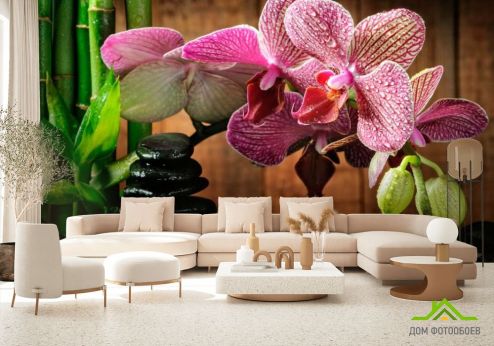 выбрать Фотообои Малиновые полосчатые орхидеи Фотообои Орхидеи на стену