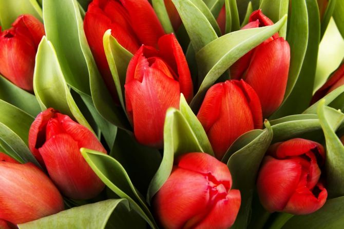 Фотообои красные тюльпаны