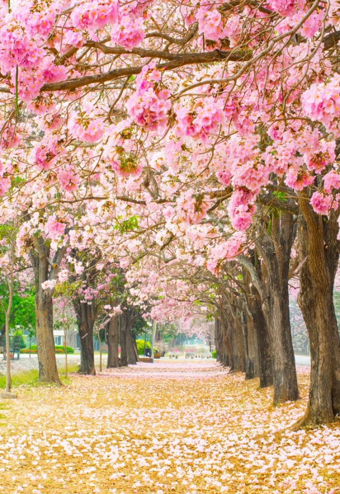 Фотообои аллея из розовых деревьев
