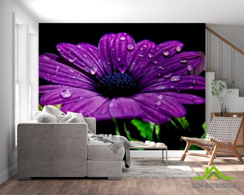 выбрать Фотообои Фиолетовый цветок Фиолетовые фотообои на стену