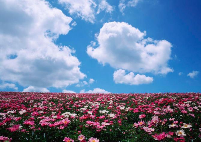 Фотошпалери Квіти, небо, хмари