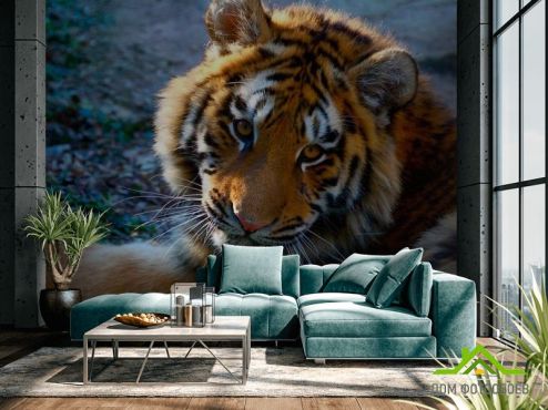 выбрать Фотообои Тигриный взгляд Фотообои Фотообои Животные: Тигры на стену