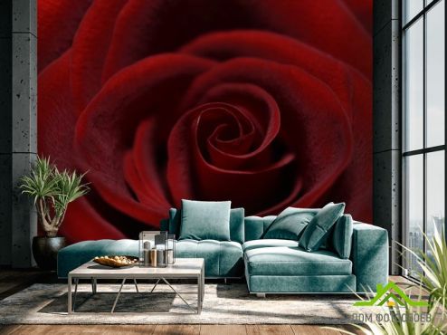 выбрать Фотошпалери червона оксамитова троянда  на стіну