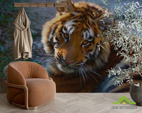 выбрать Фотообои Тигриный взгляд Фотообои Фотообои Животные: Тигры, фото на стену