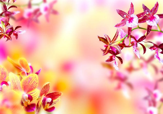 Фотообои Нежные цветы