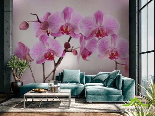 выбрать Фотошпалери бузкові орхідеї з води  на стіну
