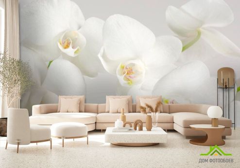 выбрать Фотошпалери Орхідеї білосніжні цвітуть Фотошпалери, колір: «фото» на стіну