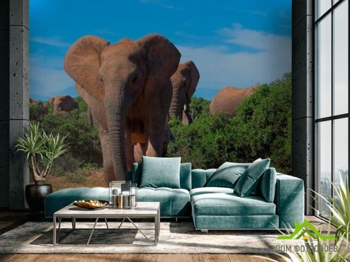 выбрать Фотошпалери Стадо слонів Фотошпалери Фотошпалери Тварини: Слони, зелений, зелений на стіну
