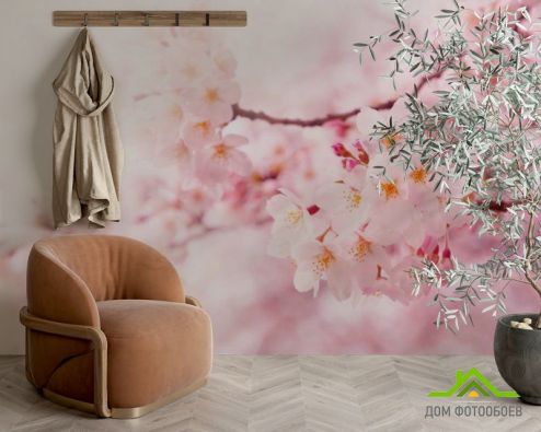 выбрать Фотообои Весной цветущая вишня Фотообои Фотообои Вишня: фото, розовый  на стену
