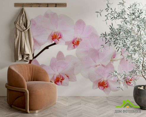 выбрать Фотообои Белоснежные цветы орхидеи Фотообои, цвет: «фото» на стену