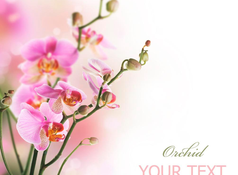 выбрать Фотошпалери Орхідеї розпускаються Каталог фотошпалер на стіну
