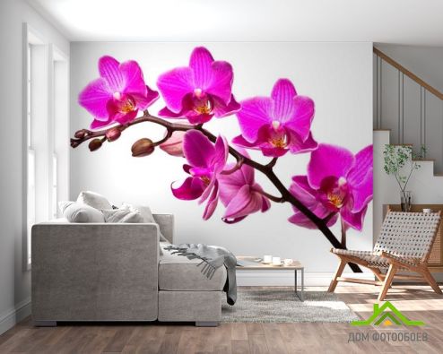 выбрать Фотошпалери Гілка малинових орхідей Фотошпалери Фотошпалери Квіти: квадратна, горизонтальна орієнтація на стіну