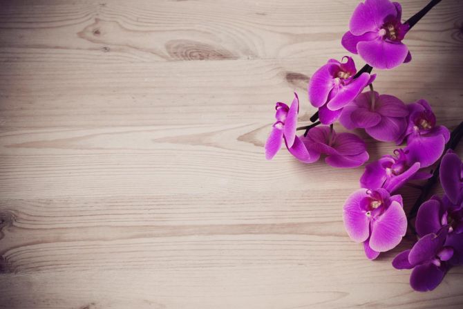 Фотошпалери фіолетова орхідея на дерев'яному тлі