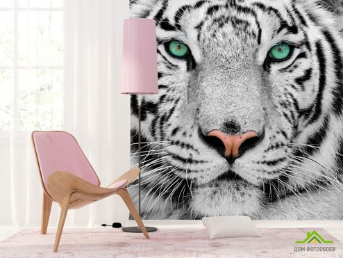 выбрать Фотообои Красавец тигр Фотообои Фотообои Животные: фото  на стену