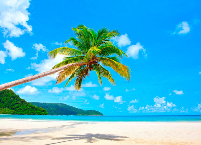 Фотошпалери Схилилася пальма біля моря