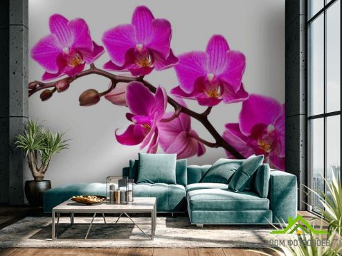 выбрать Фотообои Ветка малиновых орхидей Фотообои Цветы на стену