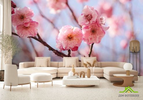 выбрать Фотообои Розовые вишневые соцветия Фотообои Фотообои Вишня: фото, горизонталная, горизонтальная  на стену