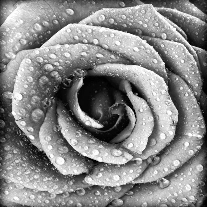 Фотообои Че6рно-белая роза