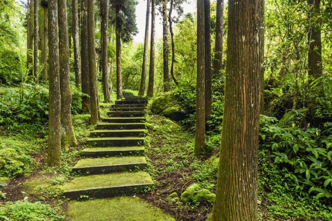Фотообои зеленые ступеньки в лесу