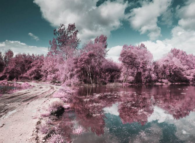 Фотообои Деревья с отражением