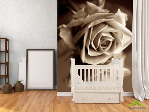 выбрать Фотообои Роза сепия Фотообои Фотообои Цветы: белая, коричневый на стену