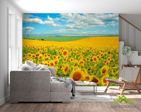 выбрать Фотошпалери Поле, засіяне соняшниками Фотошпалери Фотошпалери Квіти: жовтий на стіну