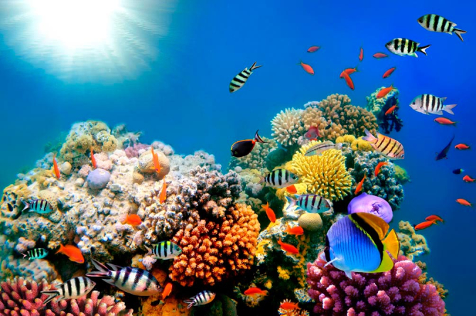 Фотообои Рыби в море