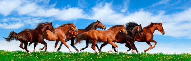 Фотообои Табун бегущих лошадей