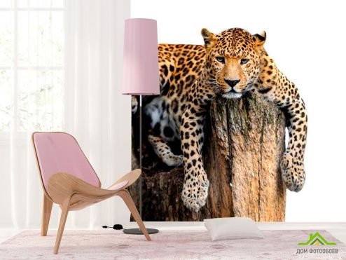 выбрать Фотообои Леопард Фотообои Животные на стену
