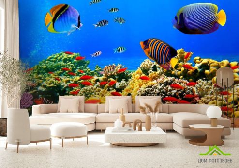 выбрать Фотообои Морское дно, рыбки Фотообои Фотообои Рыбы и море: горизонталная, горизонтальная ориентация на стену