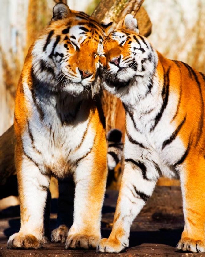 Фотообои Любовь тигров