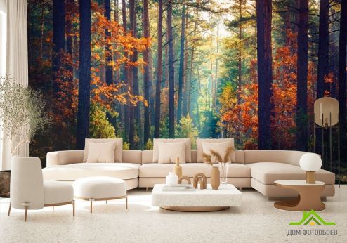 выбрать Фотообои сентябрьский лес Фотообои, цвет: «» на стену