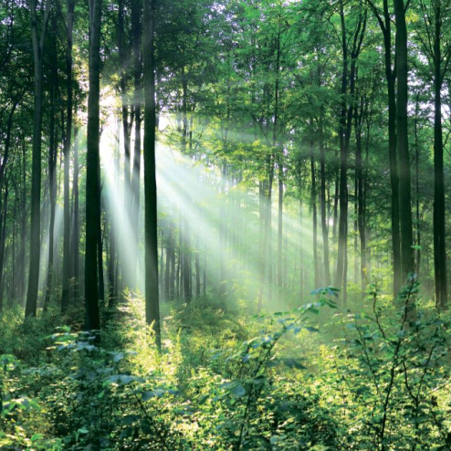  Фотошпалери Ліс