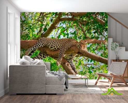 выбрать Фотообои Спящий гепард Фотообои Животные на стену