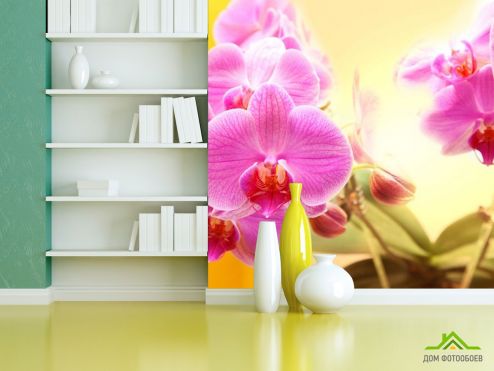 выбрать Фотошпалери рожеві орхідеї на жовтому фоні Фотошпалери, колір: «» на стіну