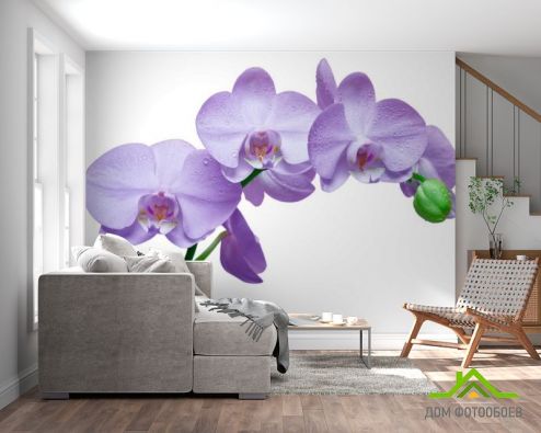 выбрать Фотошпалери Орхідеї бузкові Фіолетові фотошпалери на стіну