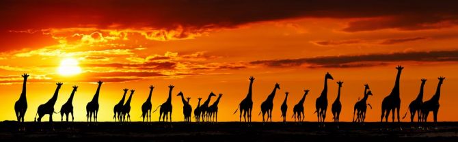 Фотообои много жирафов и закат