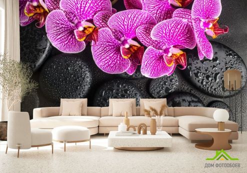 выбрать Фотообои сиреневые орхидеи на черных камнях с каплями Фотообои Фотообои Орхидеи: горизонталная, горизонтальная ориентация на стену