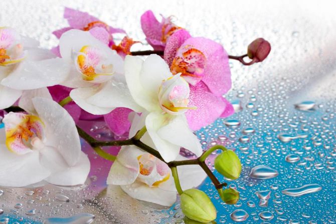 Фотообои Орхидеи малиновые и белые
