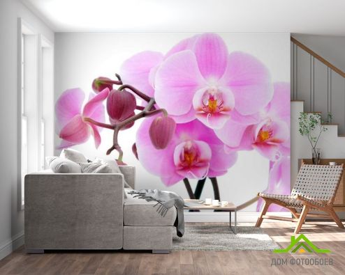 выбрать Фотообои Орхидеи на белом Фотообои Фотообои Орхидеи: фото, горизонталная, горизонтальная  на стену