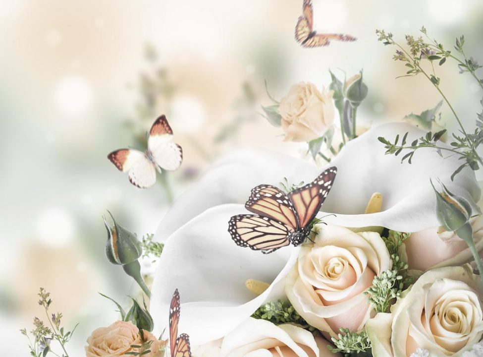 выбрать Фотошпалери метелики на трояндах Каталог фотошпалер на стіну