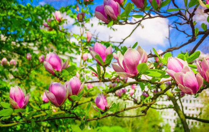 Фотообои магнолии розовые на деревьях